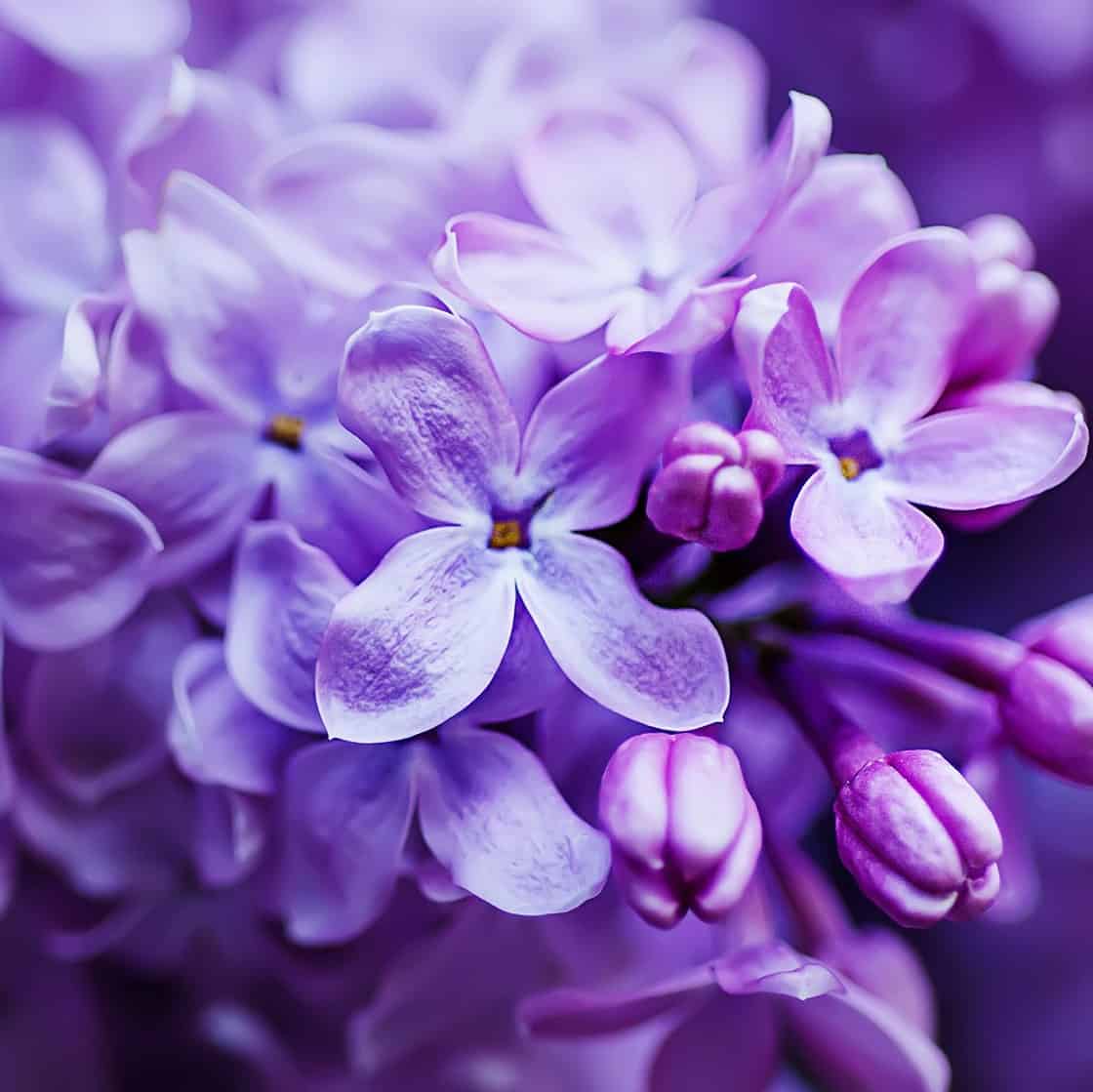 Фотообои сиреневые цветы