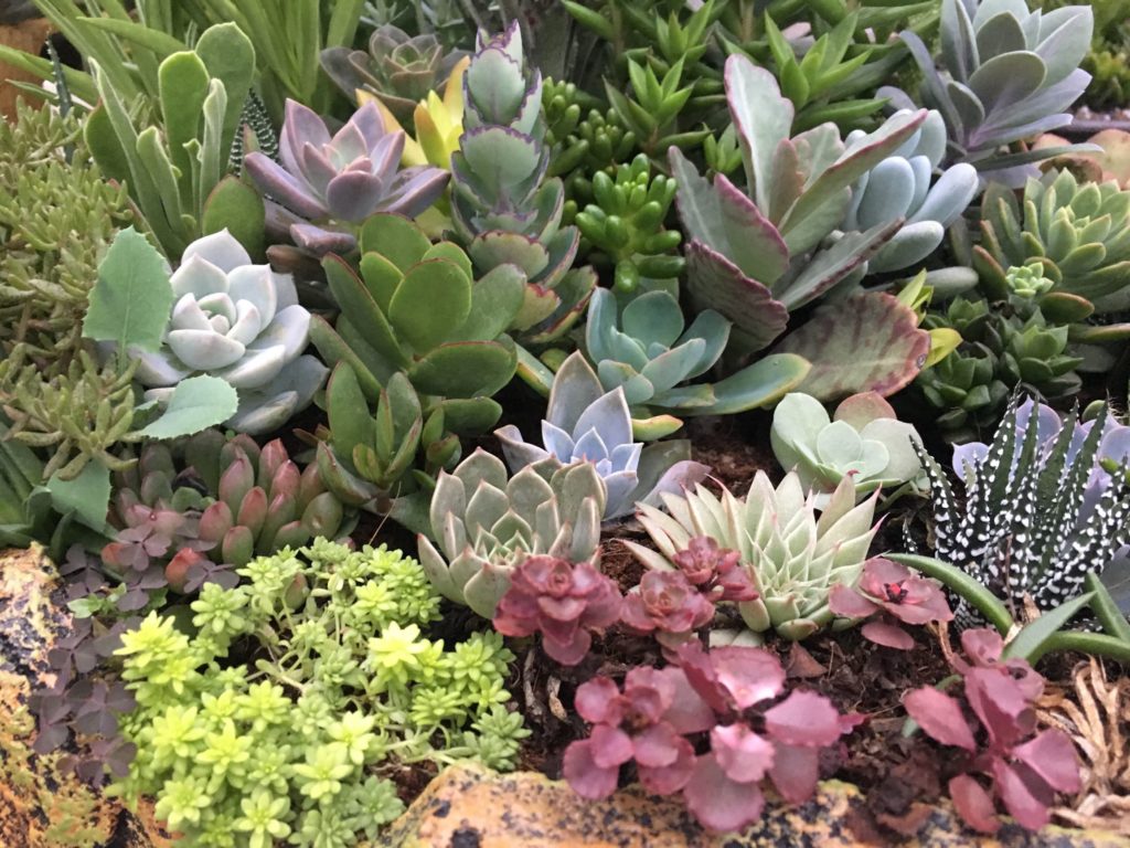 Essential Care Tips for Indoor Succulents - The Blossom Shop ...