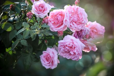 Pink English Roses Bloomi