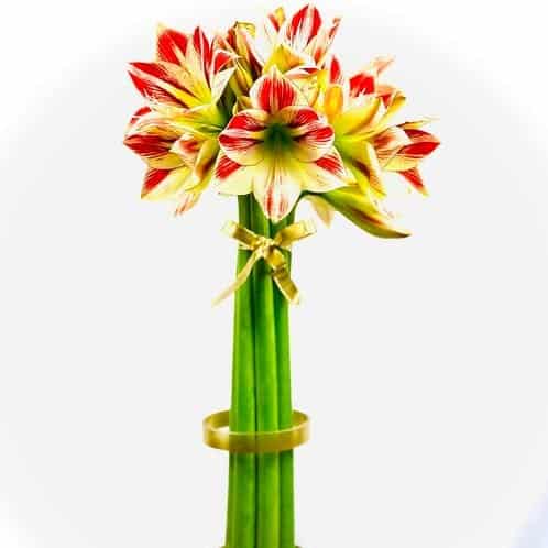yellow and red Amaryllis